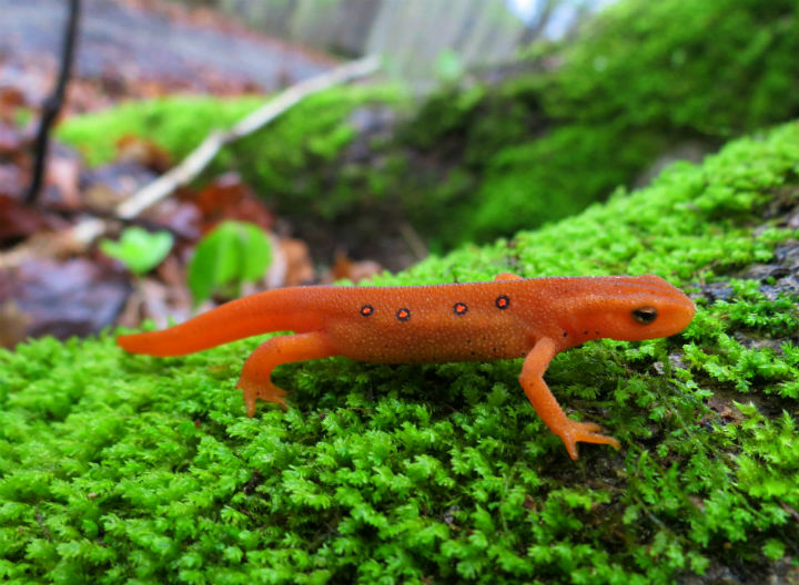 Red Eft